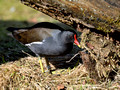 Teichhuhn