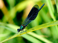 Libellen an der Goldach 010812