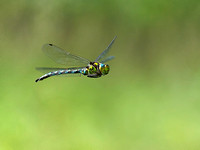Fliegende Libelle im Staudacher Moor