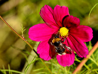 Hummel