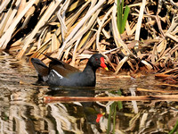 Eisweiher Ismaning 01.05.2014