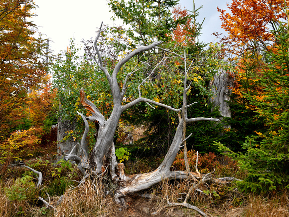 B_D5N3796_00020