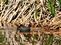 Teichhuhn