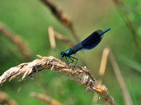 Libellen an der Goldach 08.2012