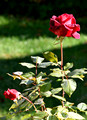 B_DSC0180