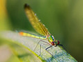 Libellen-Workshop 31
