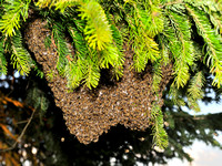 Bienenschwarm Hochgernstrasse 19.06.2013