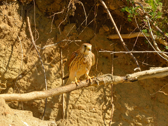 Turmfalke