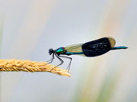 Libellen an der Goldach 030812