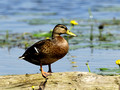 Stockente/Wildente