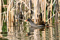 Teichhuhn im Eisweiher