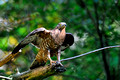 Wespenbussard