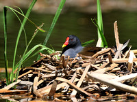 Teichhuhn Eisweiher 1. Mai 2012