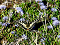 Schwalbenschwanz  B_D4S9155