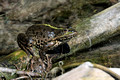 Seefroschmännchen                  Gattung: Wasserfrosch